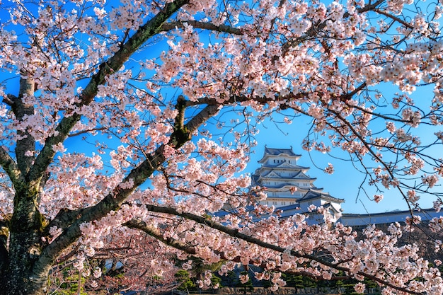 2017東京賞櫻攻略