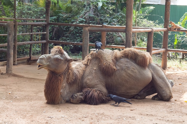 長隆野生動物園 游記攻略