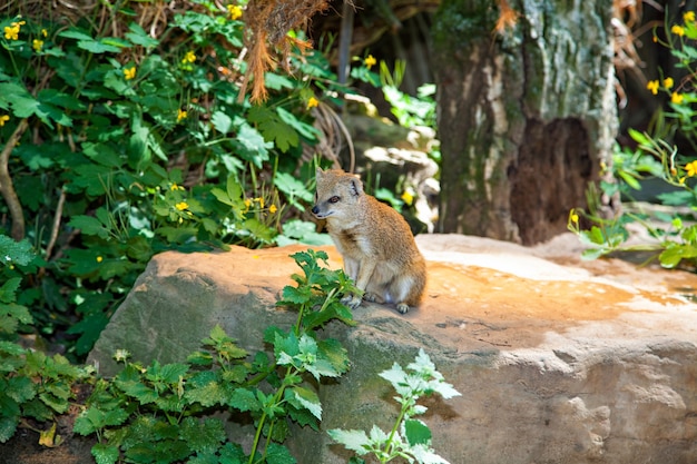 長隆野生動物園 游記攻略