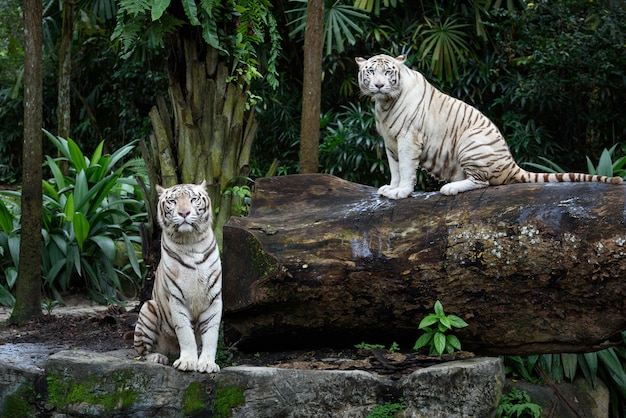 長隆野生動物園 游記攻略