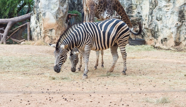 長隆野生動物園 游記攻略