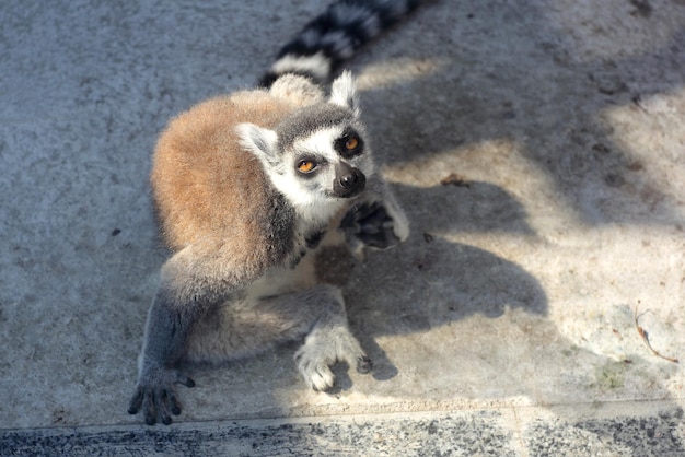 長隆野生動物園 游記攻略