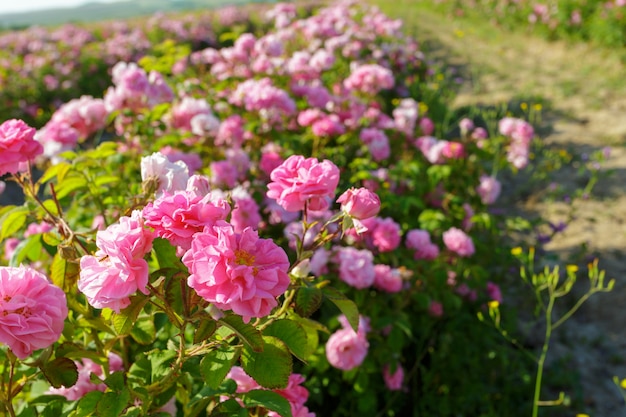 2017長沙周邊賞花