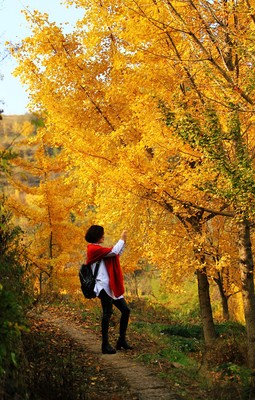 磐安銀杏旅游攻略