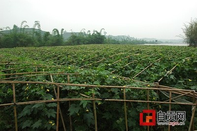 自貢周邊生態(tài)魚塘