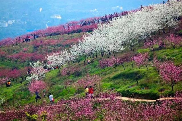 重慶3月周邊賞花景點(diǎn)