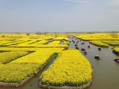 興化千垛油菜花景區(qū)攻略