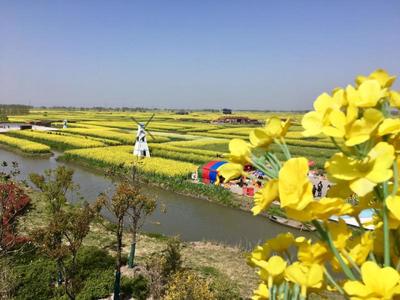 興化千垛油菜花景區(qū)攻略