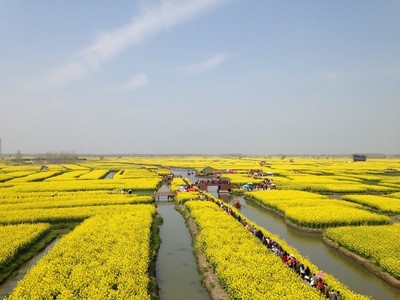 興化千垛油菜花景區(qū)攻略