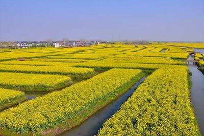 興化千垛油菜花景區(qū)攻略