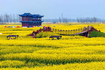 興化千垛油菜花景區(qū)攻略