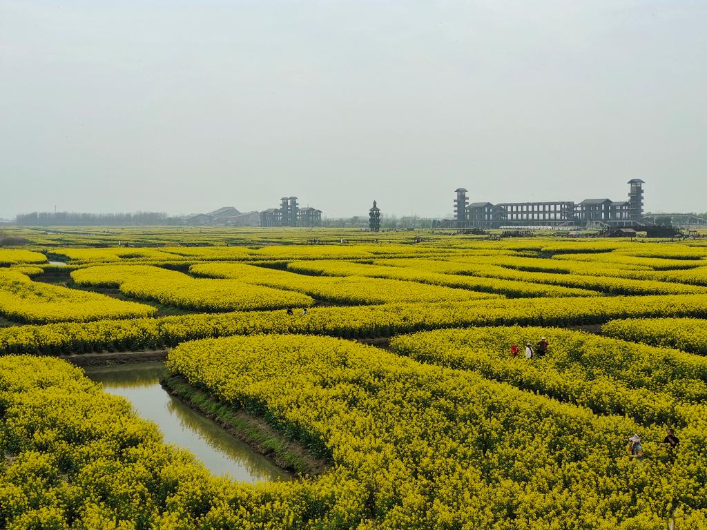 興化千垛油菜花景區(qū)攻略