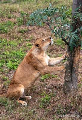 大青山野生動(dòng)物園攻略