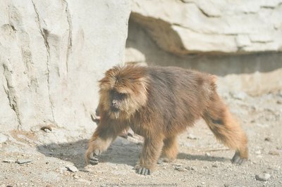 大青山野生動(dòng)物園攻略