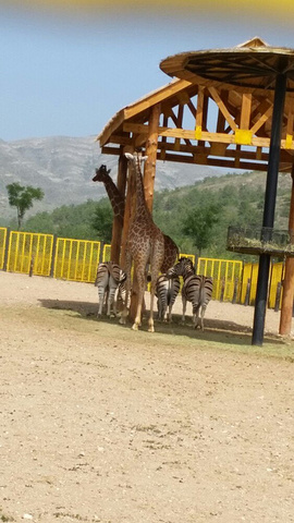 大青山野生動(dòng)物園攻略