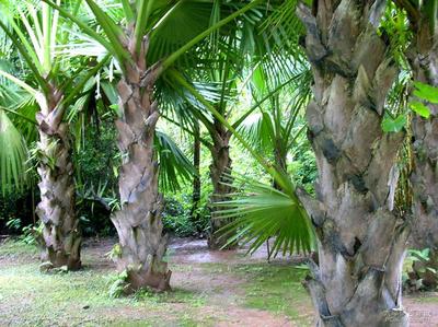 西雙版納植物園 攻略