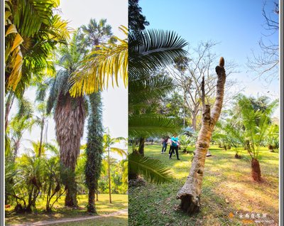 西雙版納植物園 攻略