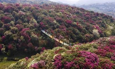 貴陽百里杜鵑金坡景區(qū)旅游攻略