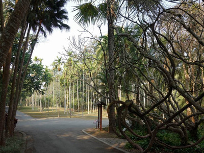 西雙版納植物園 攻略