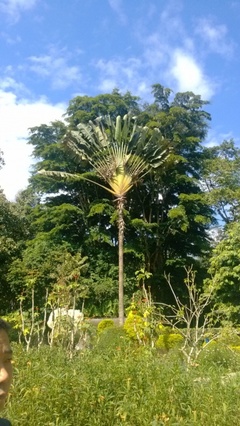 西雙版納植物園 攻略