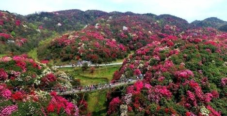 貴陽百里杜鵑金坡景區(qū)旅游攻略