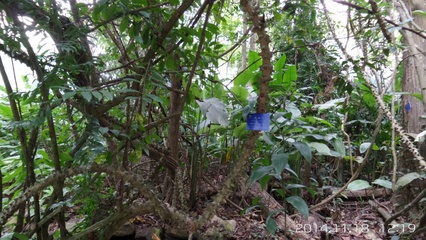 西雙版納植物園 攻略