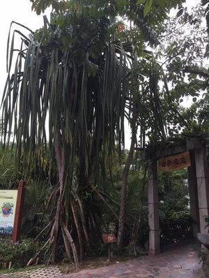 西雙版納植物園 攻略