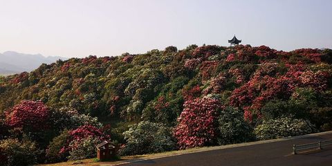 貴陽百里杜鵑金坡景區(qū)旅游攻略