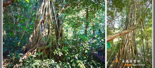 西雙版納植物園 攻略