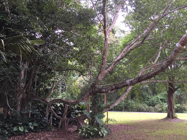 西雙版納植物園 攻略