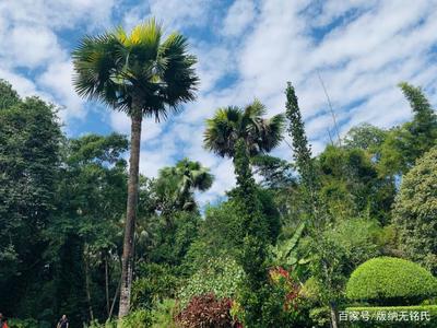 西雙版納植物園 攻略