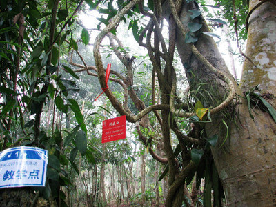 西雙版納植物園 攻略