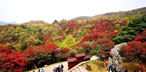 貴陽百里杜鵑金坡景區(qū)旅游攻略