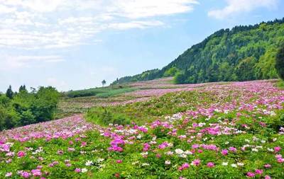 四月去成都旅游攻略