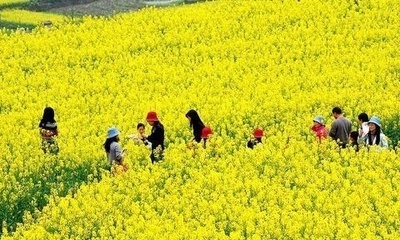 漢中油菜花二日游攻略