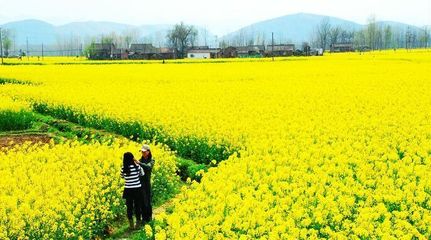 漢中油菜花二日游攻略