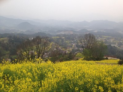 漢中油菜花二日游攻略