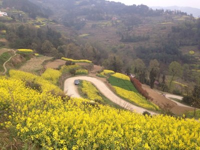 漢中油菜花二日游攻略