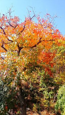 遵化鳳凰嶺風(fēng)景區(qū)攻略