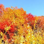 遵化鳳凰嶺風(fēng)景區(qū)攻略