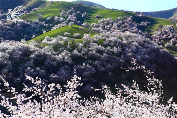 烏市周邊賞杏花